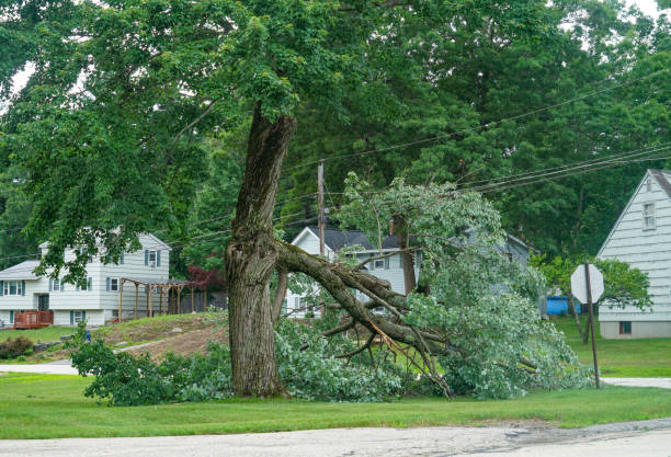 Professional Tree Removal in Broadway, VA